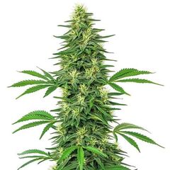 Alien OG, Фасовка: 3+1